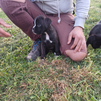 Cuccioli di boxer