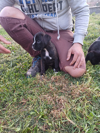 Cuccioli di boxer