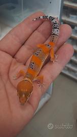geco leopardino 