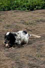 Setter inglese