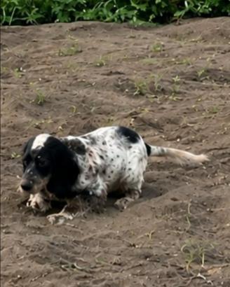 Setter inglese