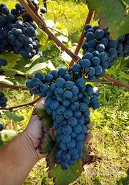 UVA ROSSA DA VINO
