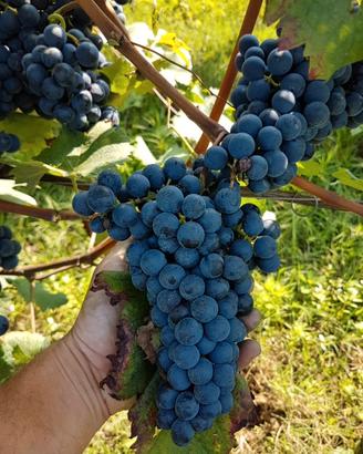 UVA ROSSA DA VINO