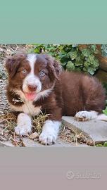 Border collie cucciolo