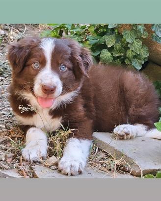 Border collie cucciolo