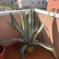 Agave