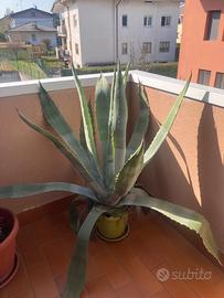 Agave