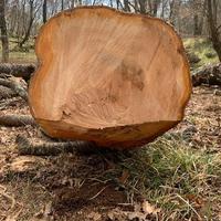 TRONCHI ECEZZIONALI LEGNO CILIEGIO PER TAGLIO