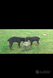 Dobermann