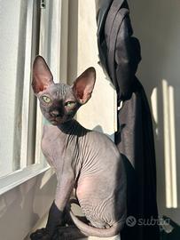 Sphynx gatto senza pelo