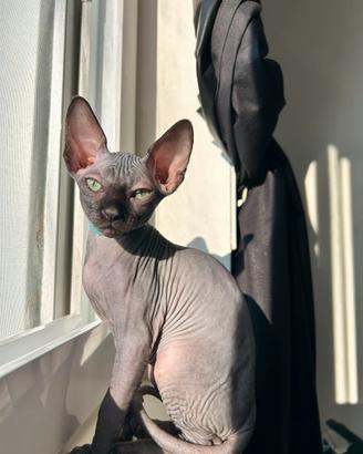 Sphynx gatto senza pelo