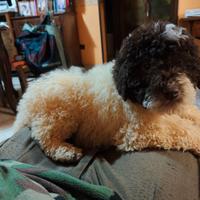 Cucciolo di Lagotto Romagnolo