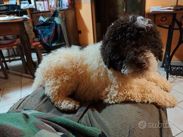 Cucciolo di Lagotto Romagnolo