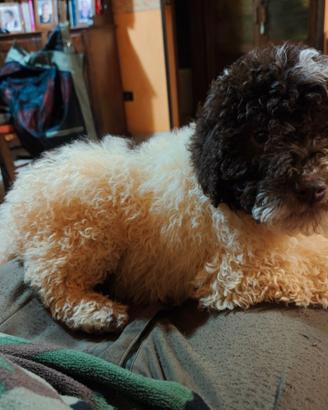 Cucciolo di Lagotto Romagnolo
