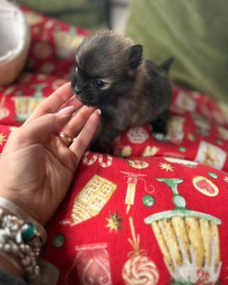 Spitz di Pomerania toy