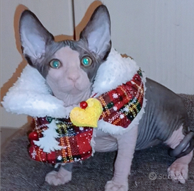 Sphynx femmina