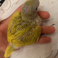 Disponibile pullo da imbecco di parrocchetto