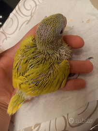 Disponibile pullo da imbecco di parrocchetto