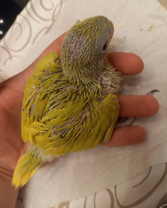 Disponibile pullo da imbecco di parrocchetto