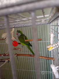 Parrocchetto monaco pappagalli