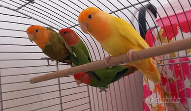 4 inseparabili + gabbia inclusa