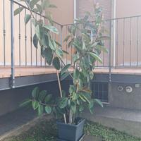 Ficus elastica