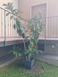 Ficus elastica