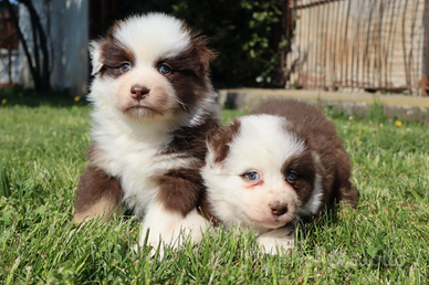 Pastore australiano/ australian sheperd