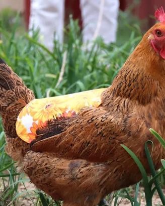Sella x Galline