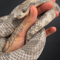 Serpenti