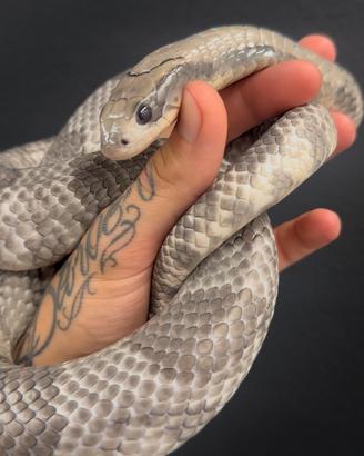 Serpenti