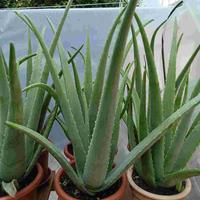 piante di aloe vera e altre piante grasse