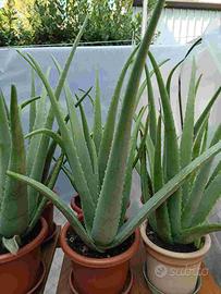 piante di aloe vera e altre piante grasse