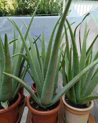 piante di aloe vera e altre piante grasse