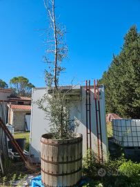 ulivo bonsai in tino