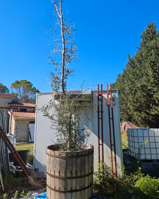 ulivo bonsai in tino