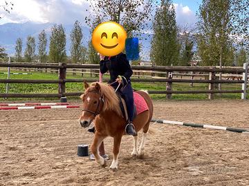 Pony shetland