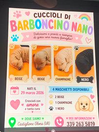 Barboncini nani