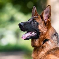 Cucciolone di Pastore Tedesco 16 mesi - Pedigree,