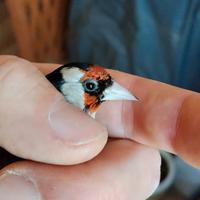 Cardellino agostegno