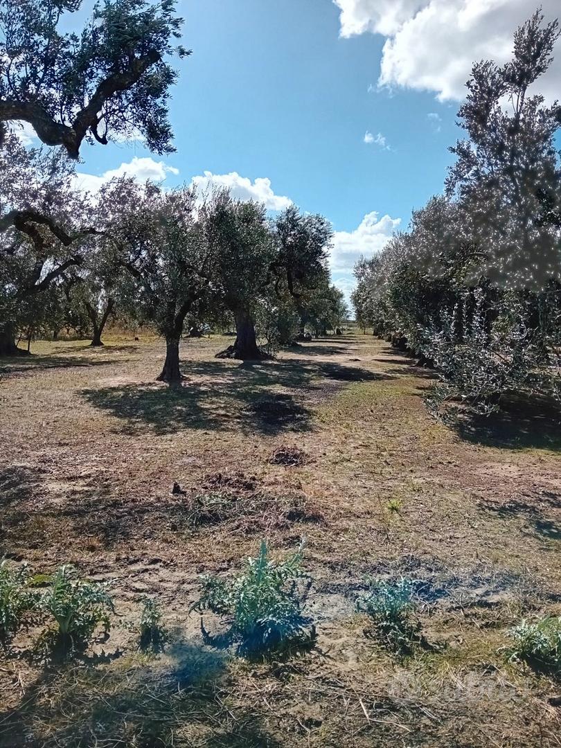 Terreno agricolo con ulivi - Altro