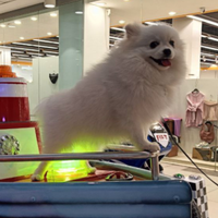 Spitz nano Pomerania