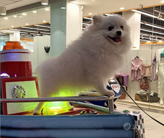 Spitz nano Pomerania