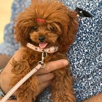 Barboncino pochet maschio 7 mesi