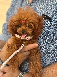 Barboncino pochet maschio 7 mesi