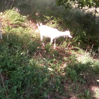 Capretta 6 mesi saanen