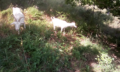 Capretta 6 mesi saanen