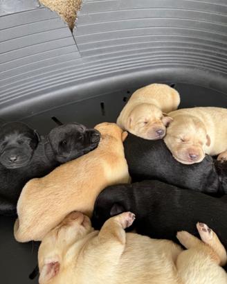 Cuccioli di Labrador Retriver