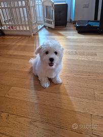 Maltese
