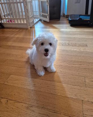 Maltese